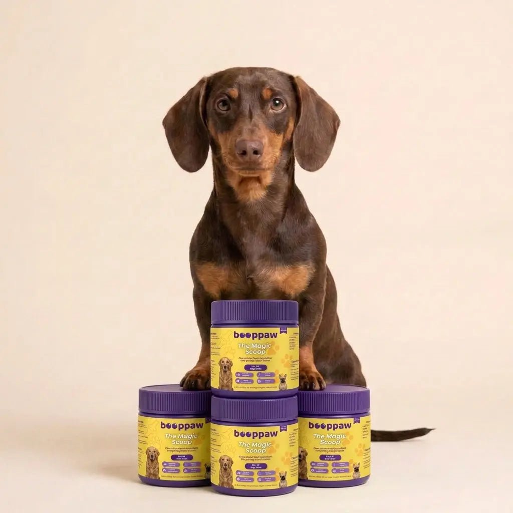 Hond naast pot groenlipmossel poeder voor de rug